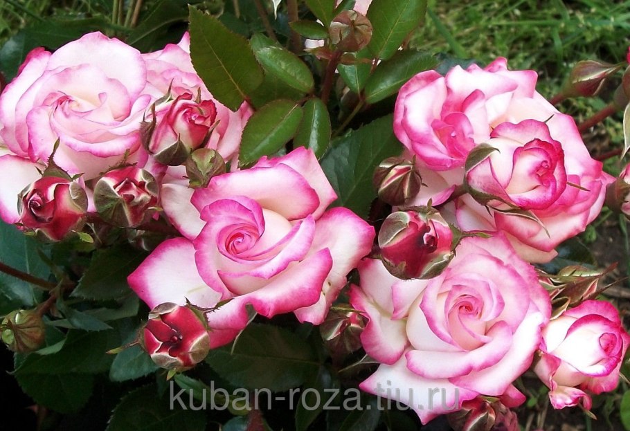 Плетистая роза Бэнкса