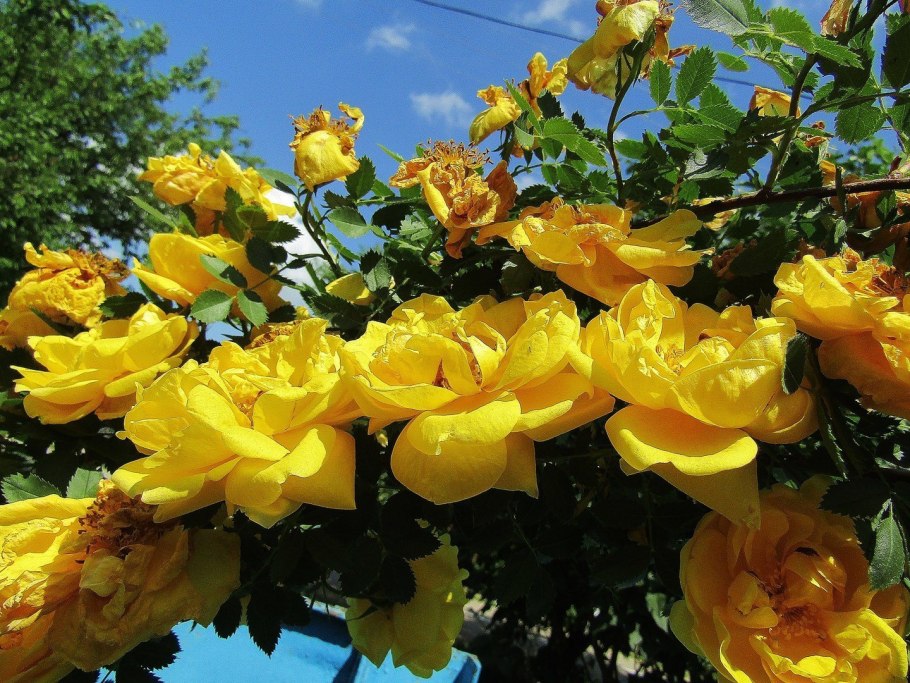 Голден Шауэрс роза плетистая