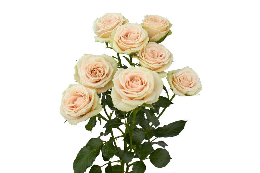 Роза плетистая Арлекин