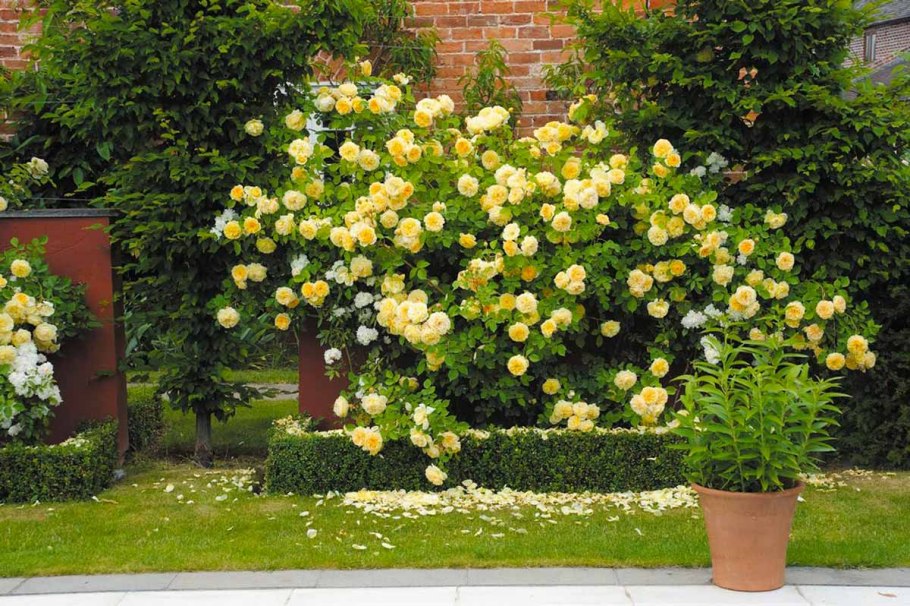 Роза плетистая Метанойя