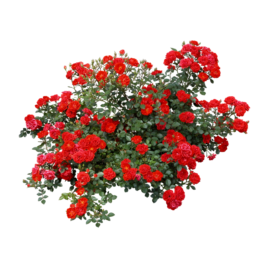 Голден Селебрейшен роза куст