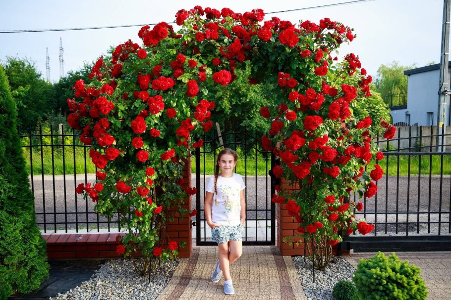 Роза Casino плетистая