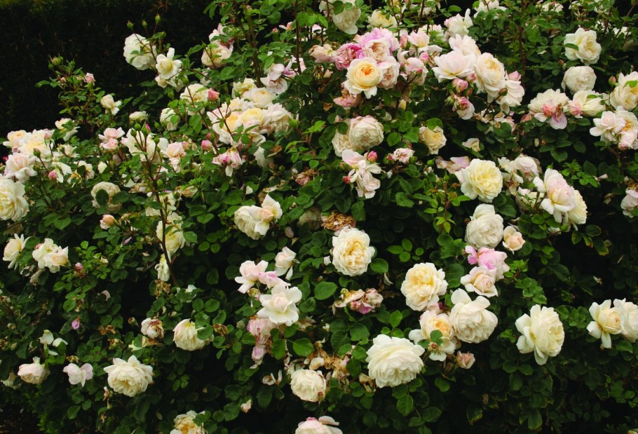 Роза флорибунда Чайна гёл