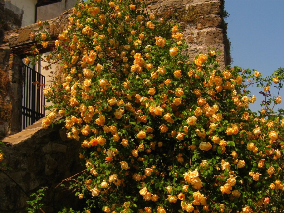 Роза сахара флорибунда