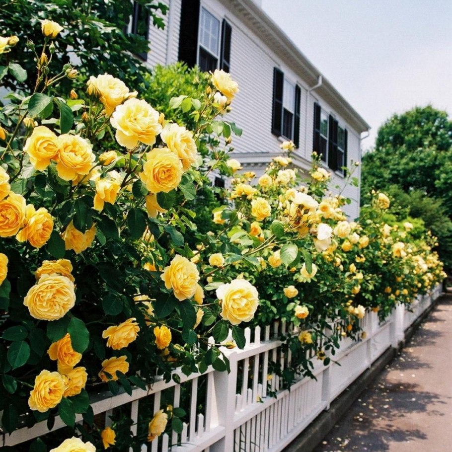 Флорибунда Йеллоу саммер