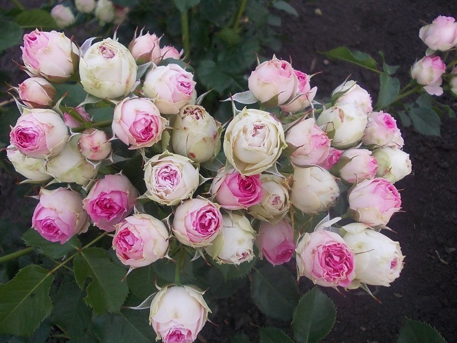 Мими эден роза