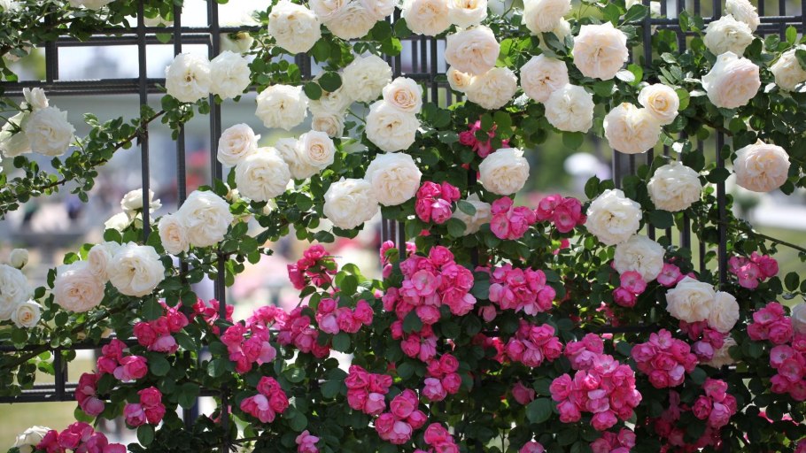 Роза Джардина Giardina