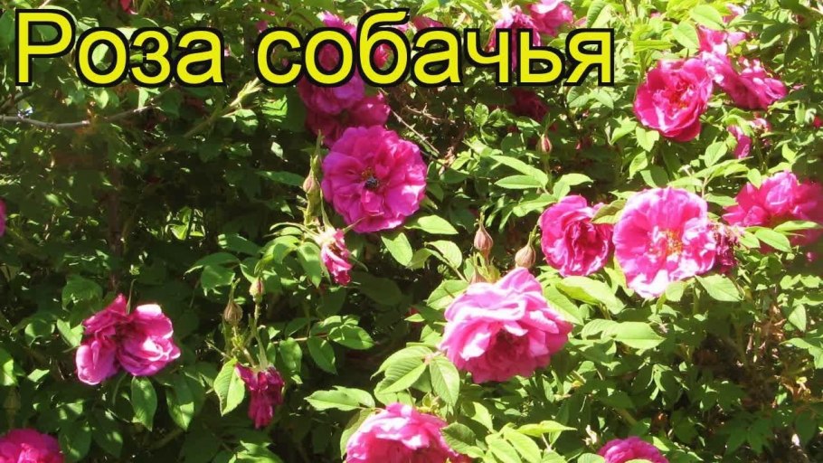 Роза собачья rosa canina