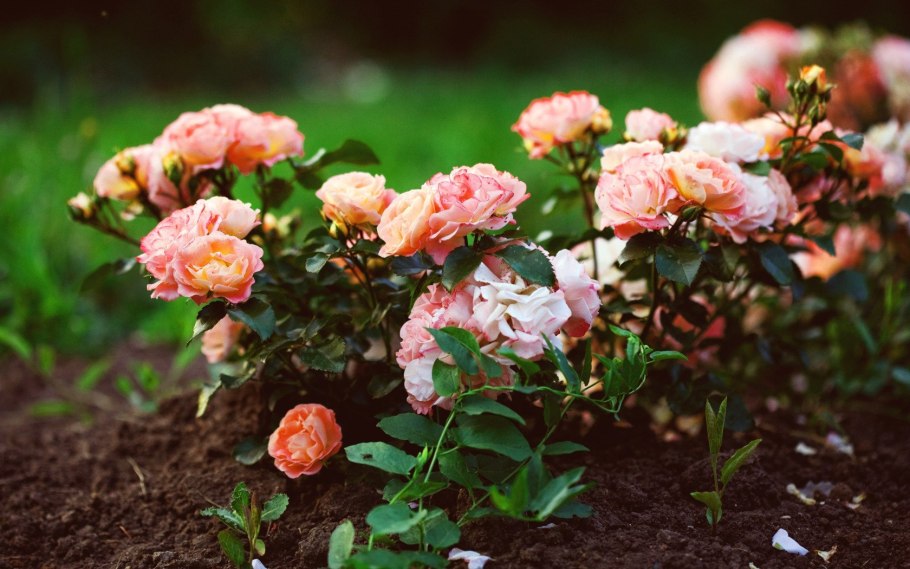 Кустарниковая роза