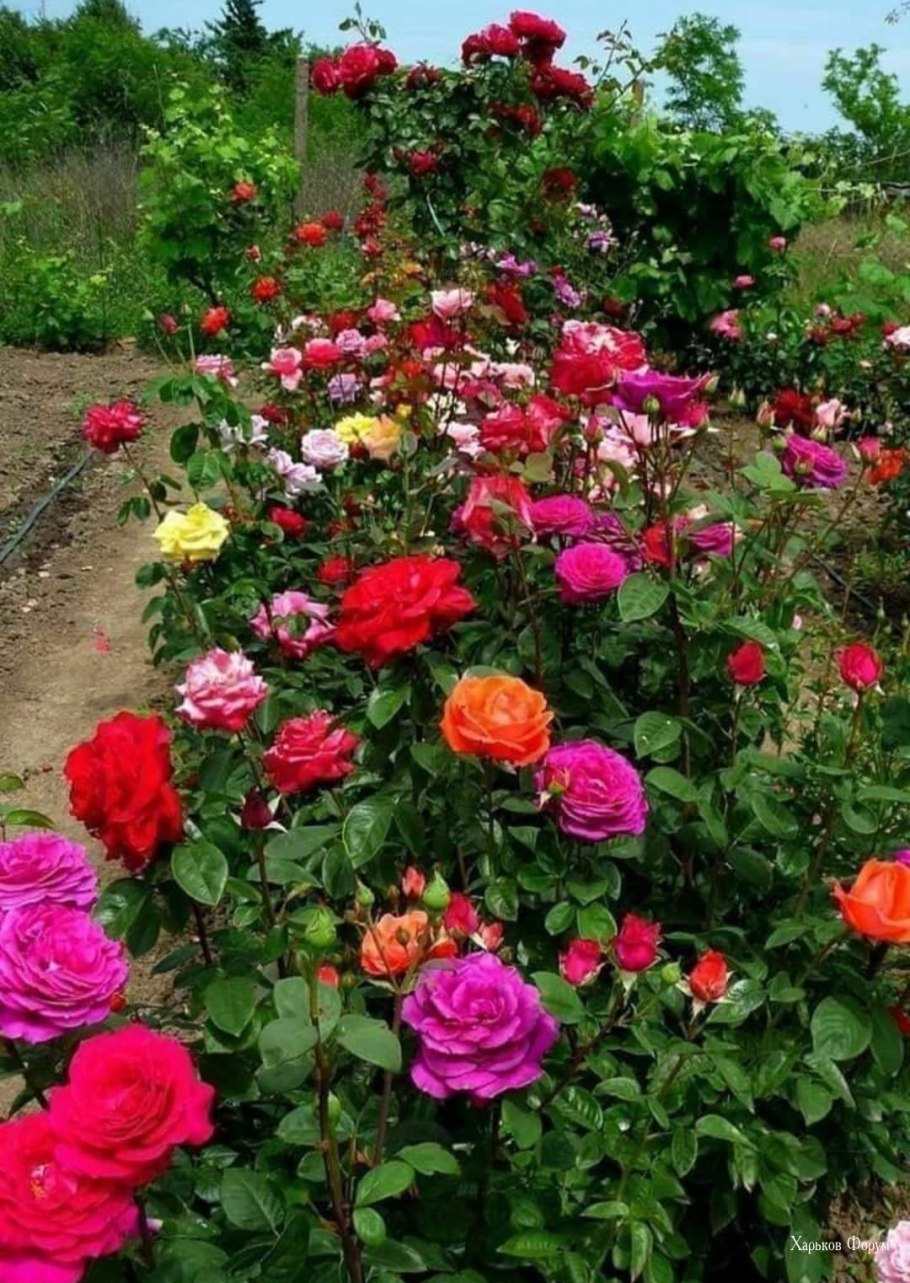 Бордовые розы куст