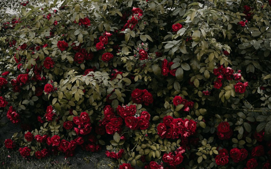 Роза кустовая Иванка