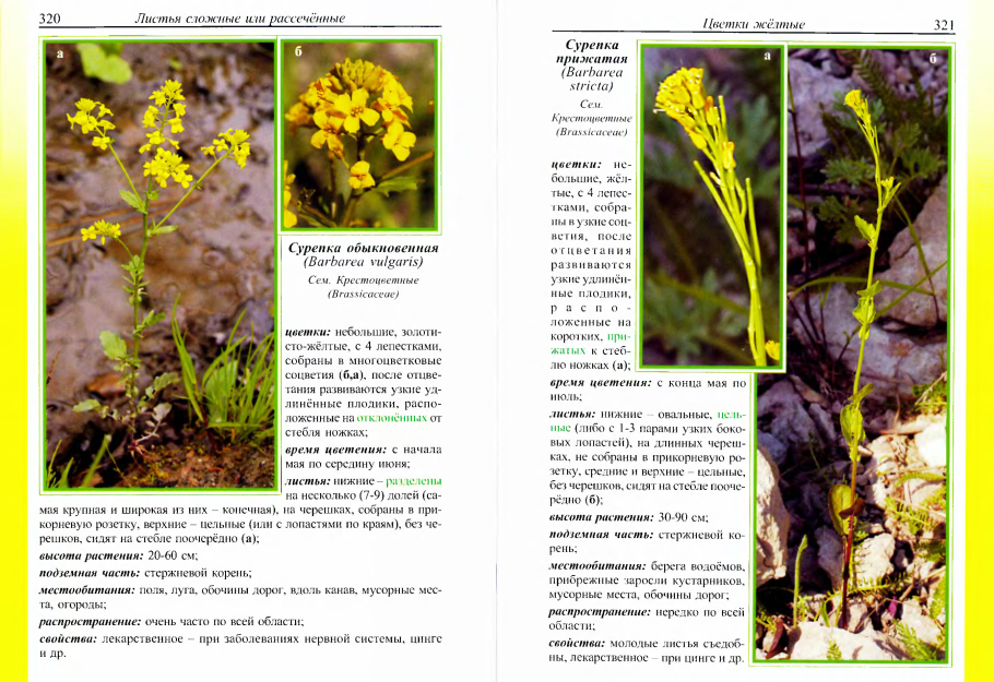 Цветок крестоцветных