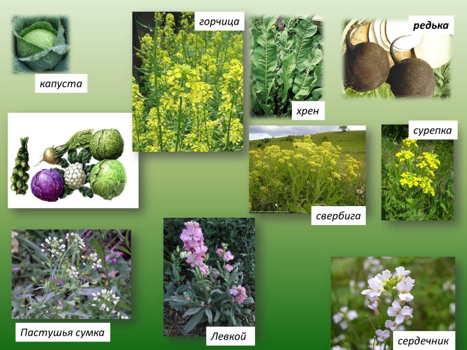 Горчица белая семейство крестоцветные