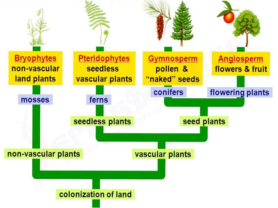 Высшие растения (Embryophyta)