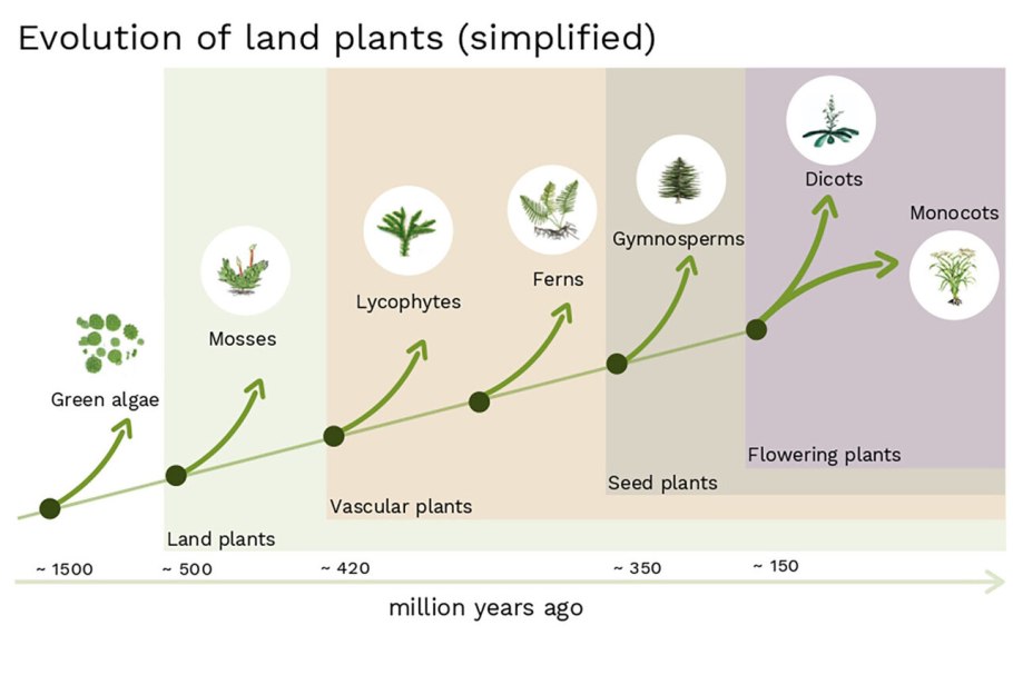 The Evolution of Morphology