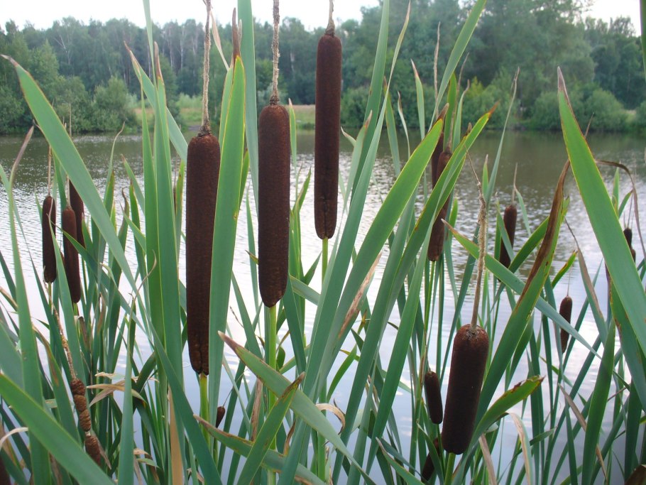 Рогоз широколистный