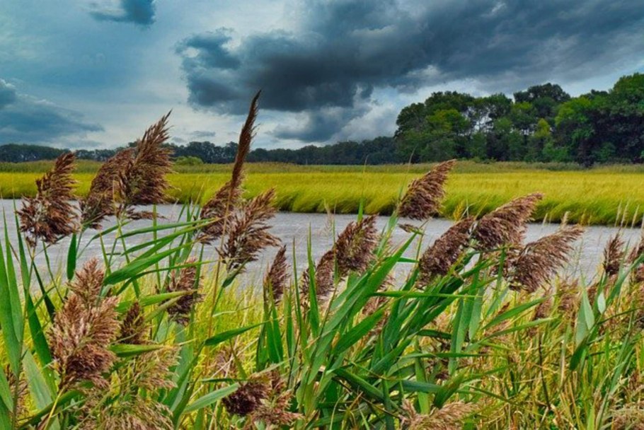 Трава у болота