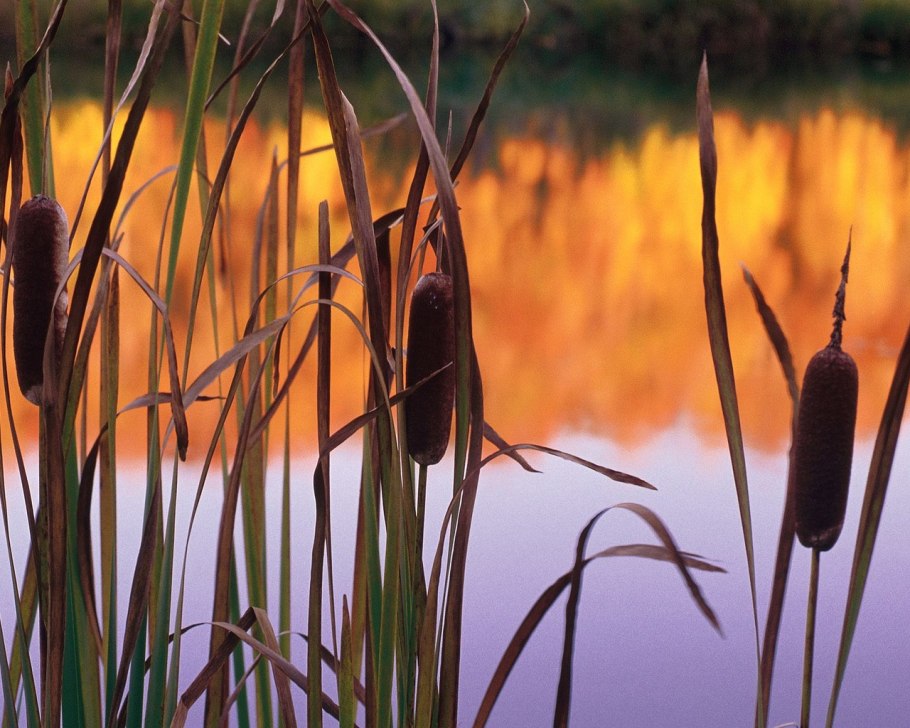 Камыш сытевый