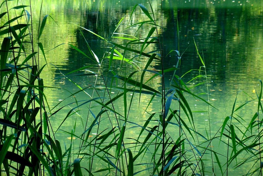 Болото с ряской