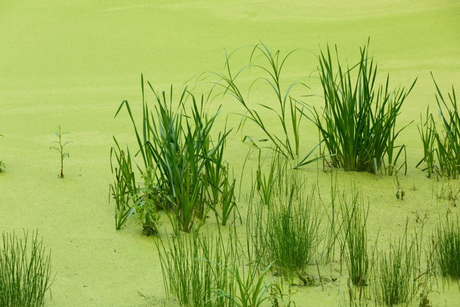 Пруд Ряска Болотная