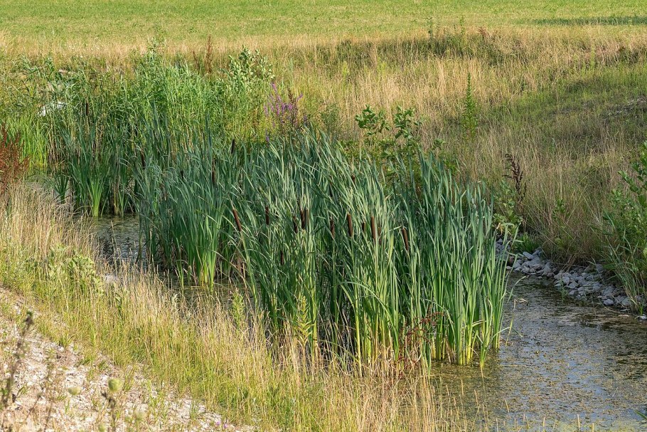Заросли осоки