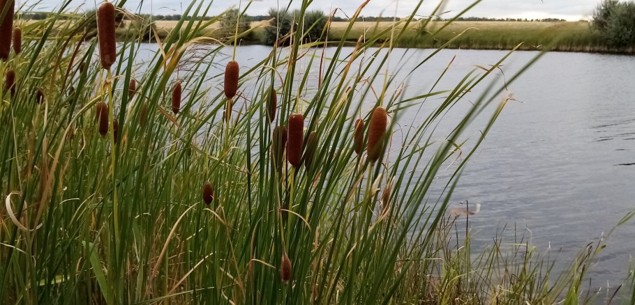 АИР болотный (Acorus Calamus)