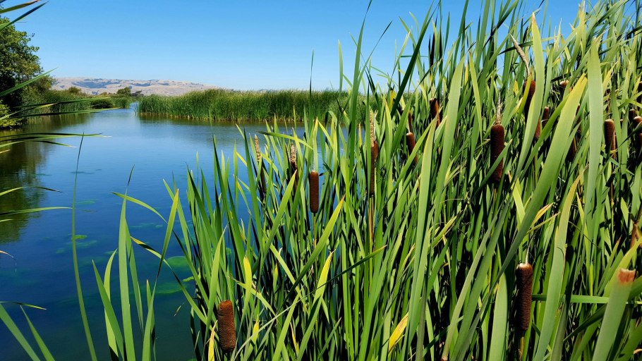 Камыши и осот