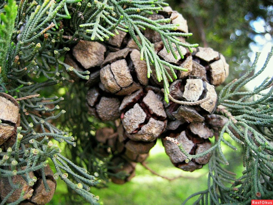 Кипарисовик шишки