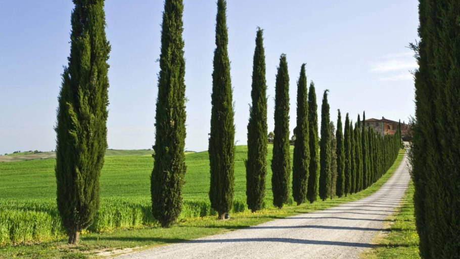 Кипарис вечнозеленый Италия