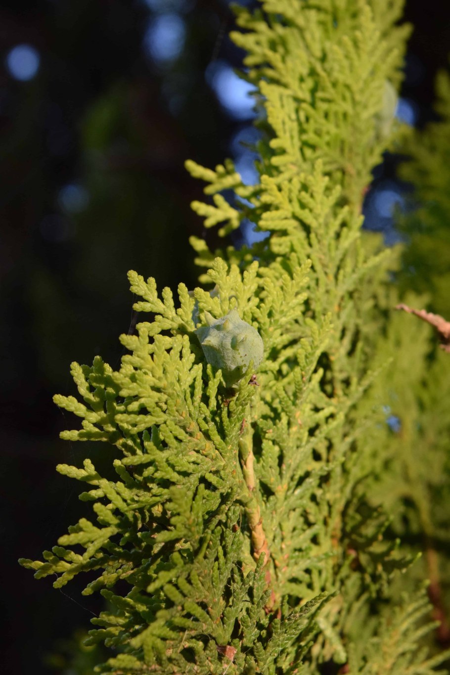 Можжевельник высокий Juniperus Excelsa