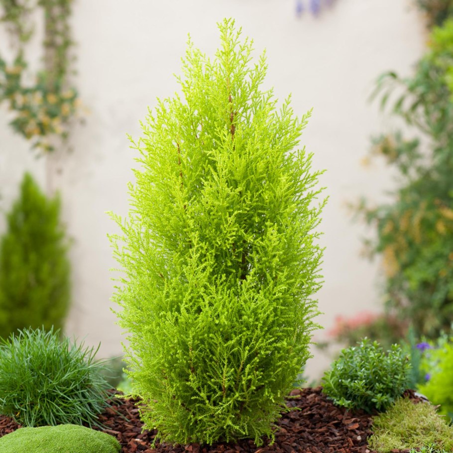Кипарис вечнозеленый (лат. Cupressus sempervirens)