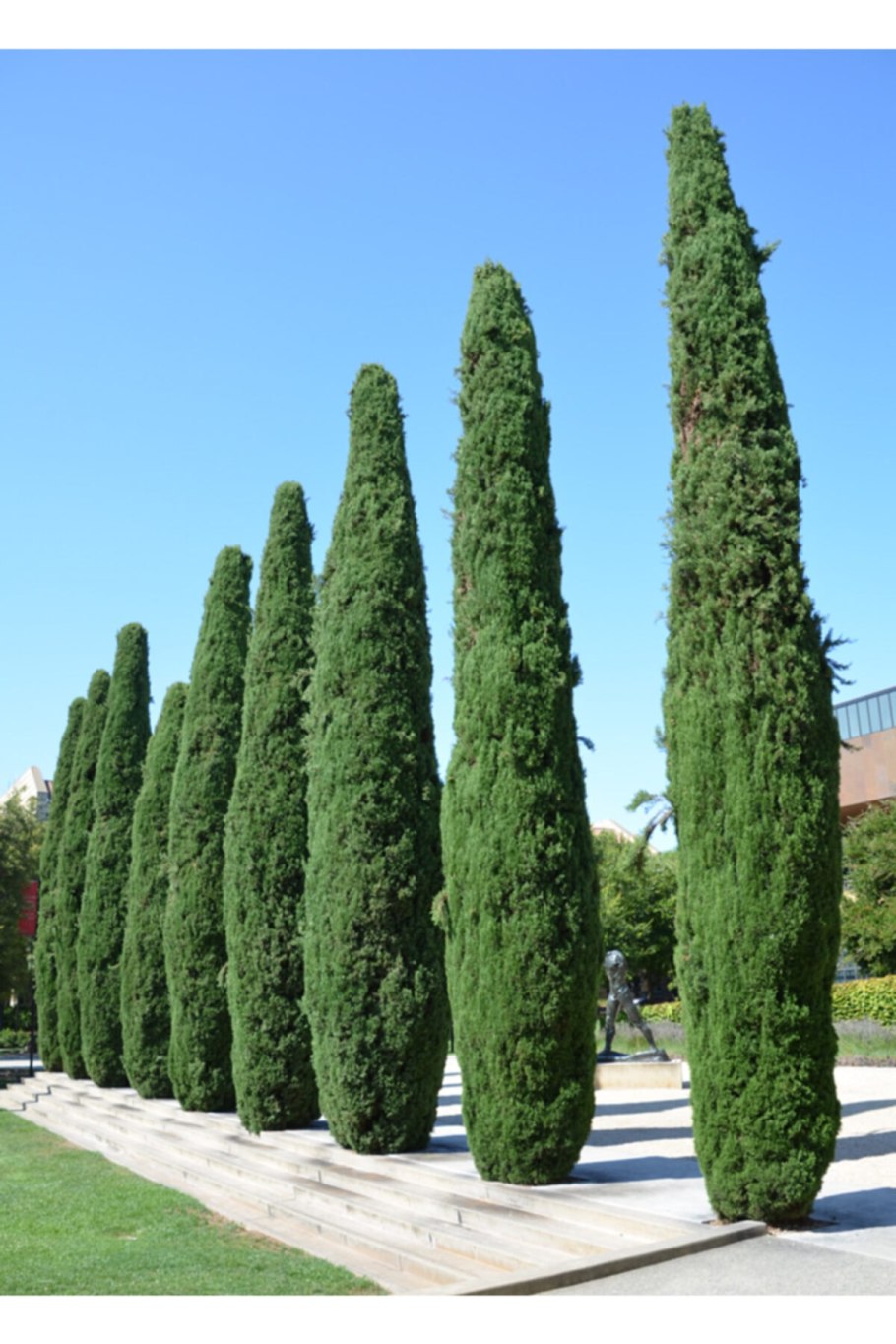 Туя сычуаньская