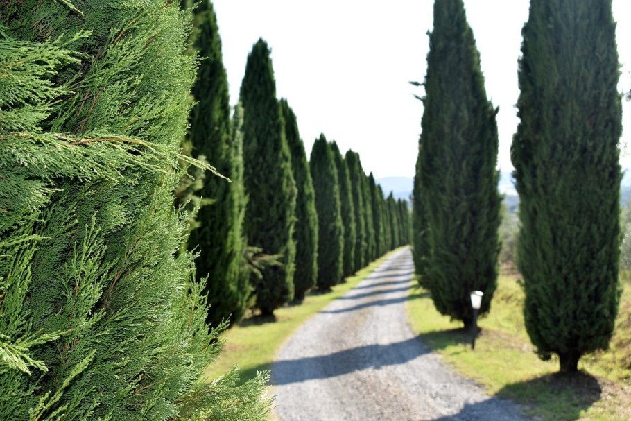 Кипарис вечнозеленый (Cupressus sempervirens)