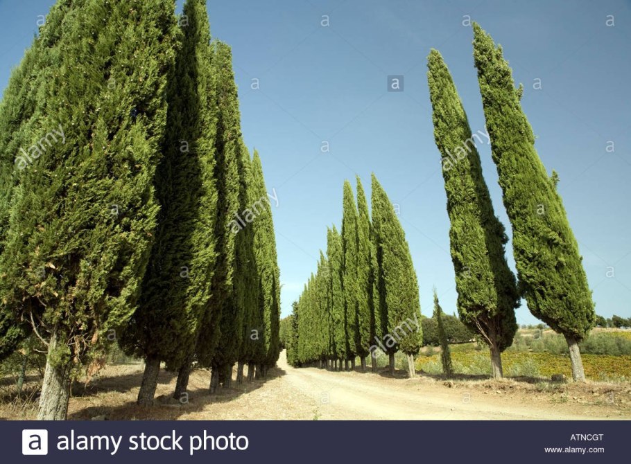 Кипарис пирамидальный