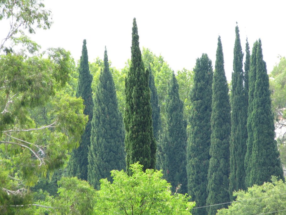 Кипарис (Cupressus sempervirens)