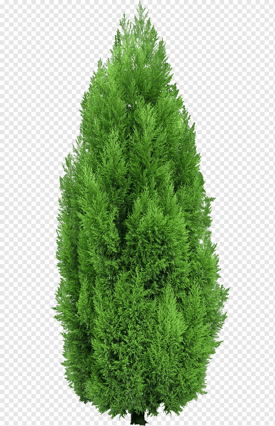 Туя Западная хвоинки