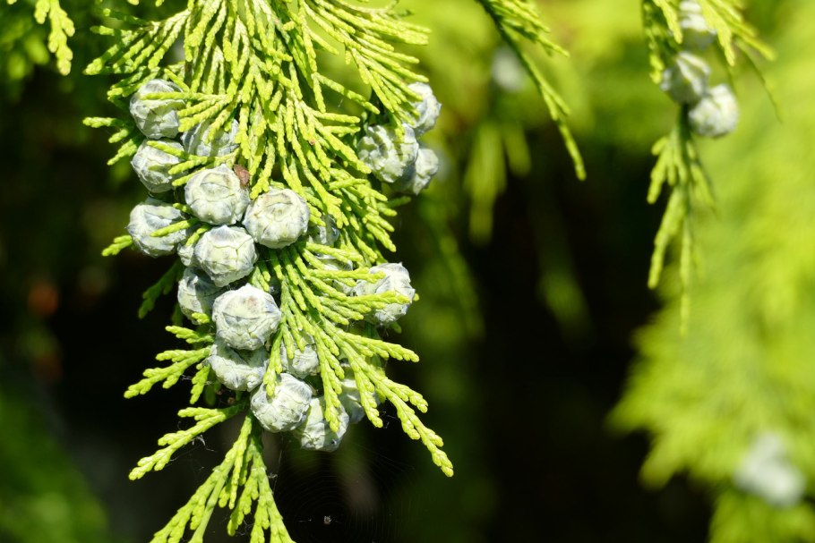 Cupressus cashmeriana