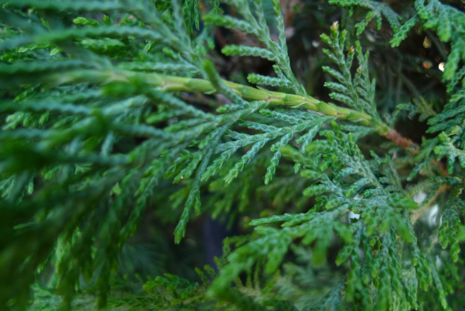 Туя Западная Смарагд (Thuja occidentalis Smaragd)