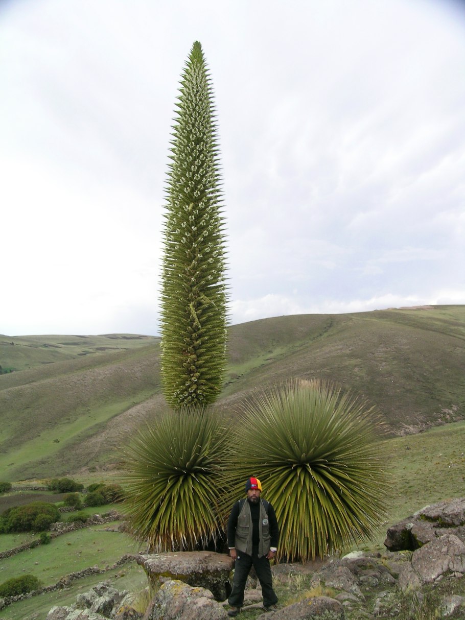 Пуйя Раймонда (Puya raimondii)