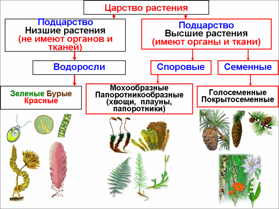 Биология царство растений