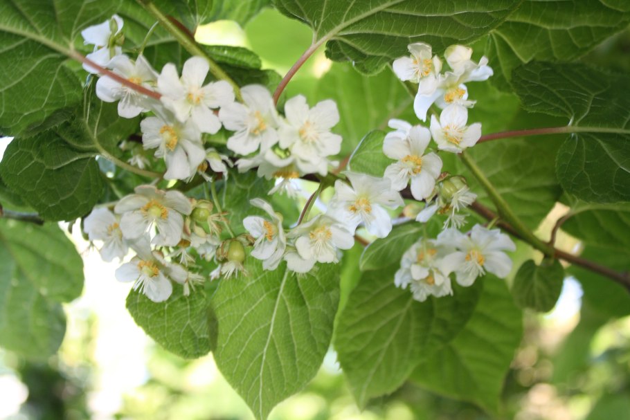 Актинидия каламиктацветки