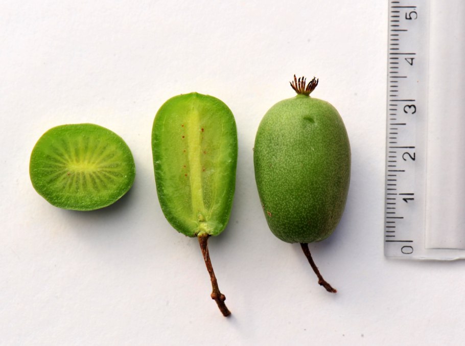 Актинидия коломикта цветки