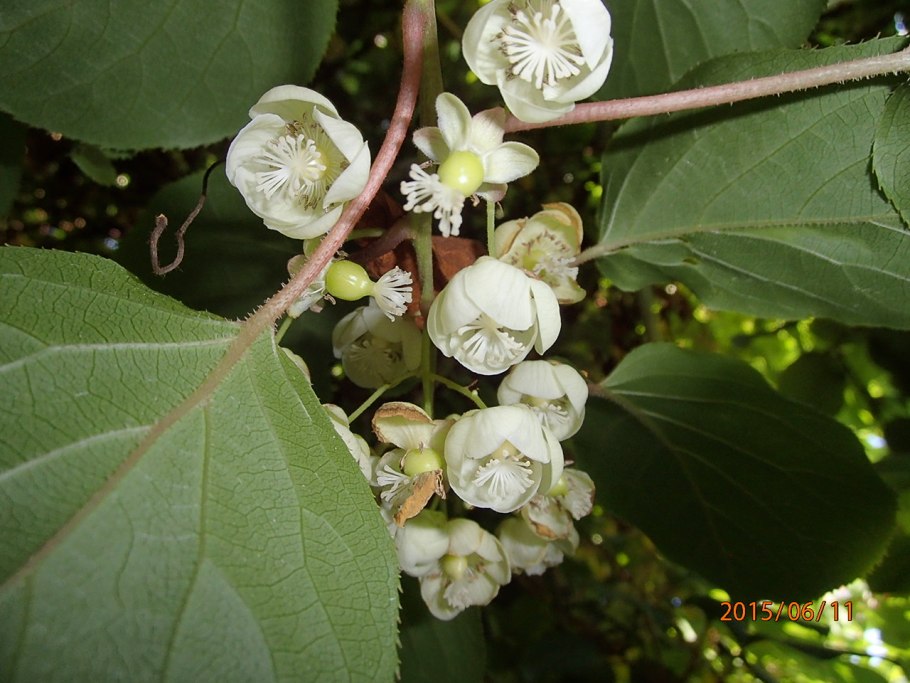 Актинидия аргута Солнечный мужской