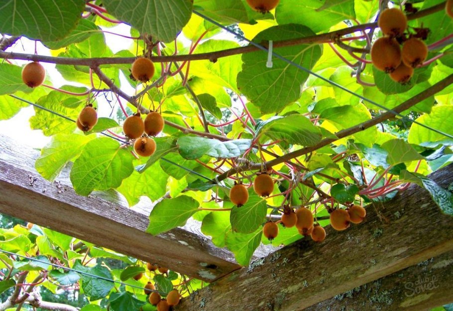 Киви актинидия деликатесная Дженни