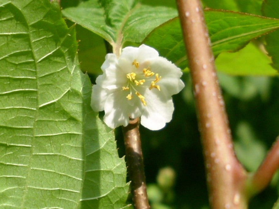 Мужские цветки актинидии коломикта