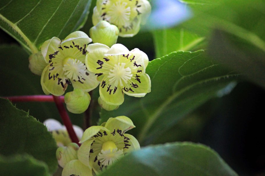 Актинидия аргута