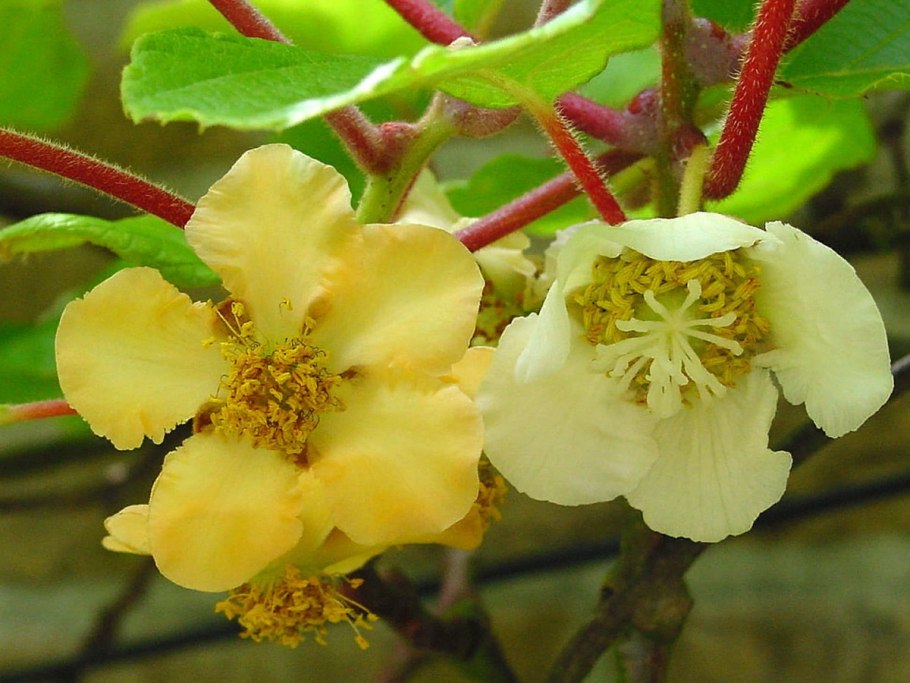 Актинидия коломикта цветение