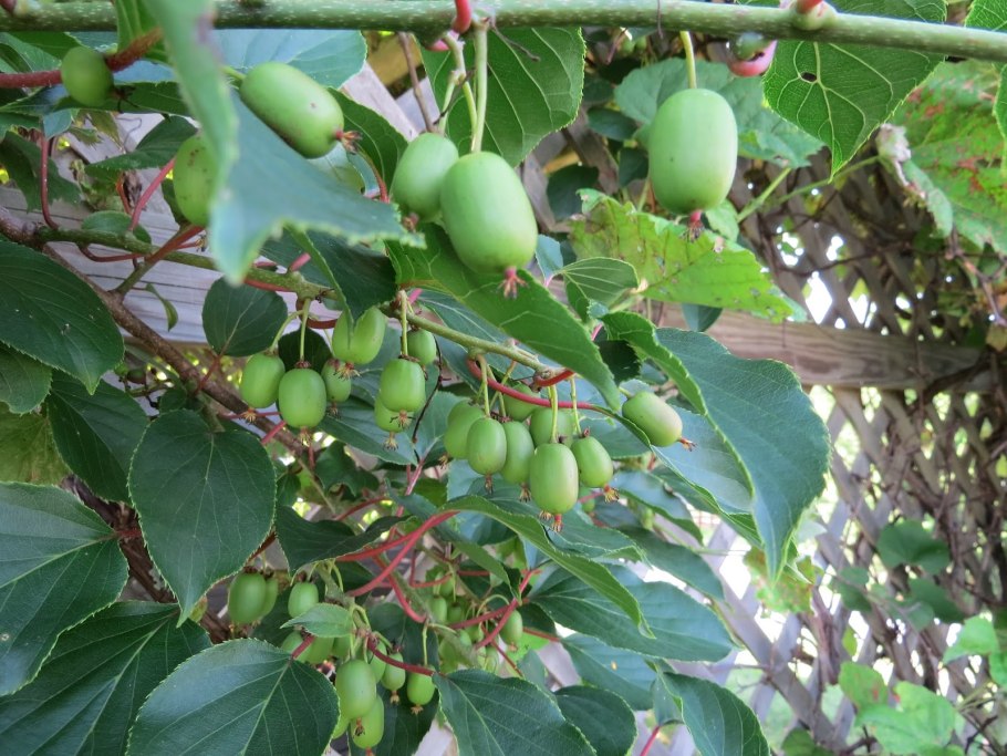 Актинидия коломикта Лакомка