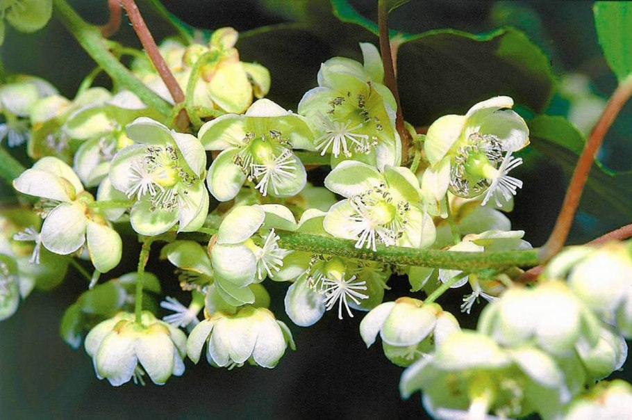 Мужские цветки актинидии коломикта