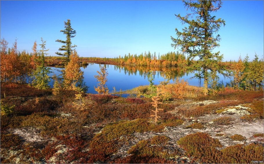 Морошка в тундре